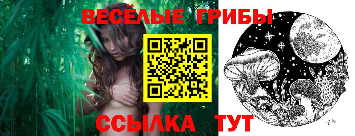 Галлюциногенные грибы Psilocybe  Вход с VPN  Шатура 